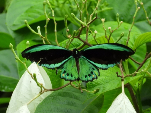 Ornithoptera priamus