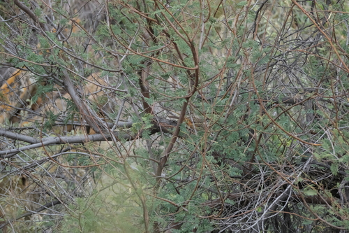 Rockrunner (Achaetops pycnopygius)