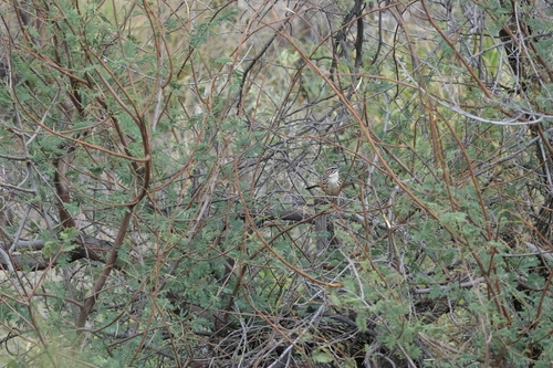 Rockrunner (Achaetops pycnopygius), photo 8