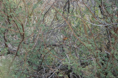 Rockrunner (Achaetops pycnopygius), photo 2