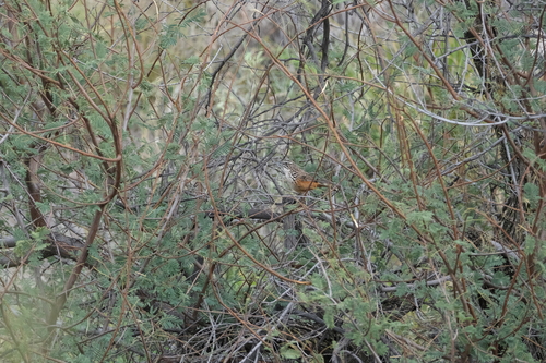 Rockrunner (Achaetops pycnopygius), photo 7