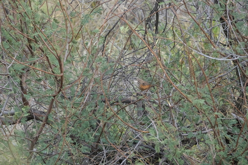 Rockrunner (Achaetops pycnopygius), photo 9