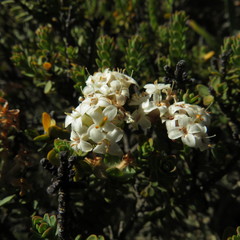 Pimelea traversii