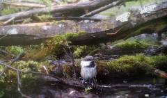 Poecile cinctus lapponicus