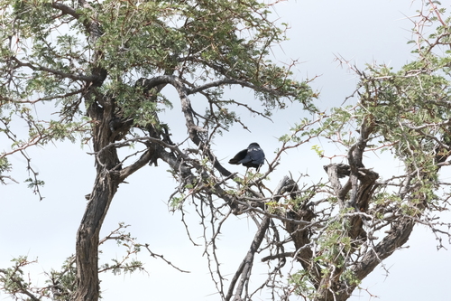 Burchell's Starling (Lamprotornis australis), photo 10