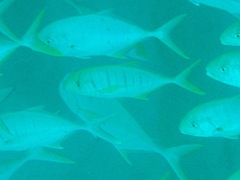 Gnathanodon speciosus