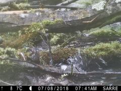 Poecile cinctus lapponicus