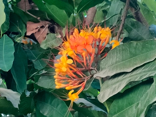 Ashoka