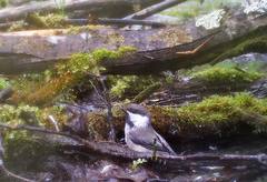 Poecile cinctus lapponicus