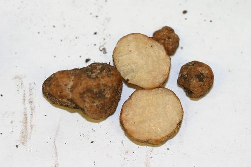 Brain-Like Hydnobolites