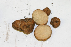 Hydnobolites cerebriformis