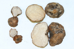 Hydnobolites cerebriformis