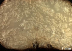 Hydnobolites cerebriformis