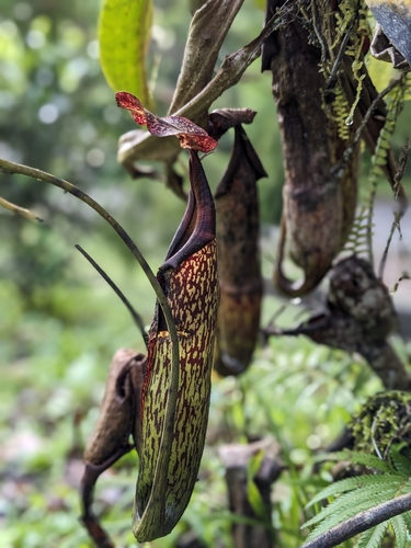 Nepenthes maxima