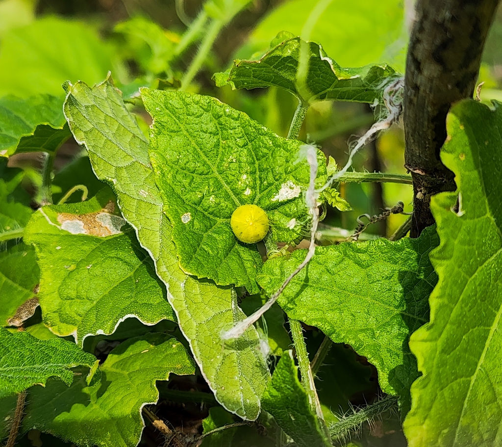 Cucumis maderaspatanus; photograph (c) Aravinth, some rights reserved (CC BY)