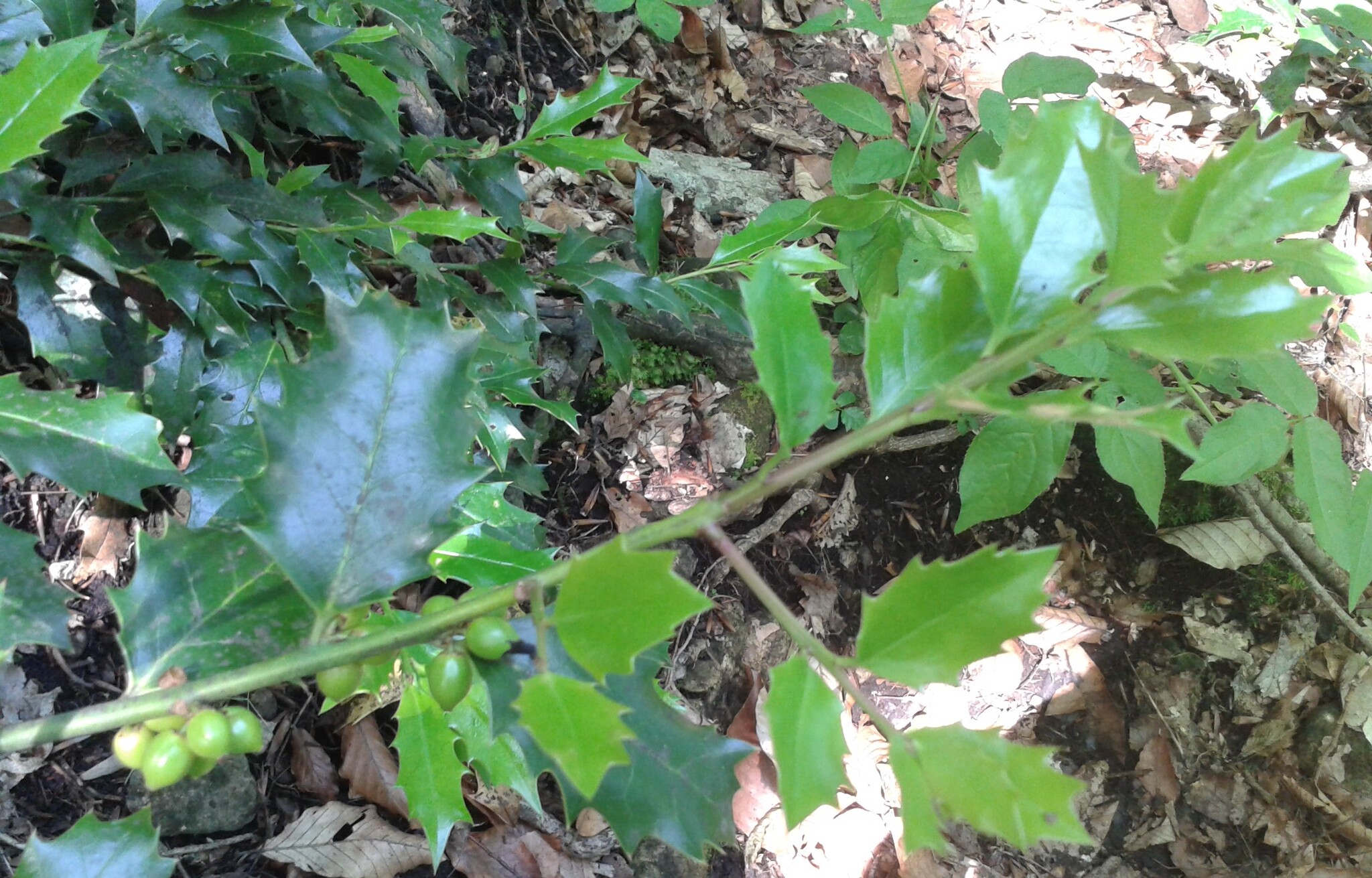 Black Sea Holly (Ilex colchica)
