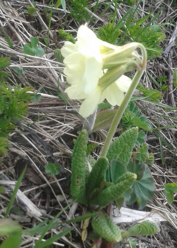 Primula ruprechtii, photograph 4
