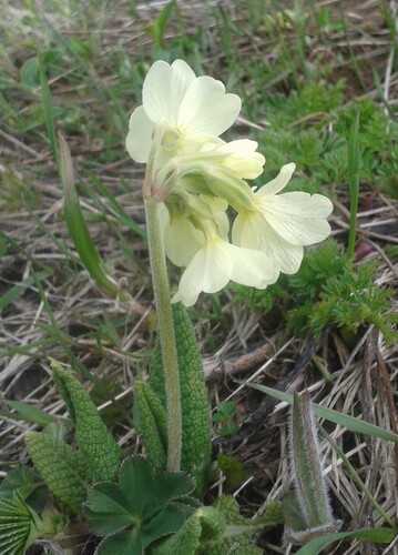 Primula ruprechtii, photograph 3