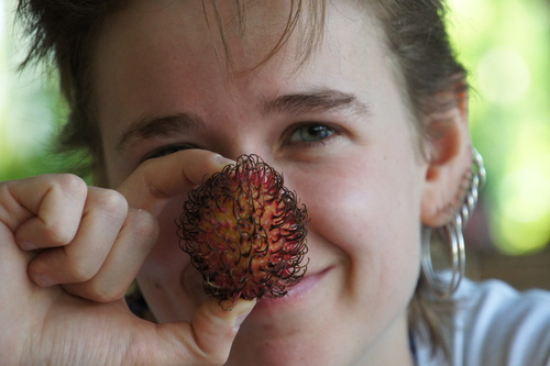 Rambutan (Nephelium lappaceum)