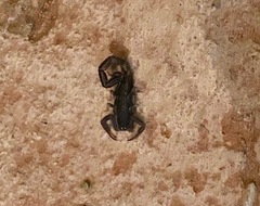Uroplectes flavoviridis
