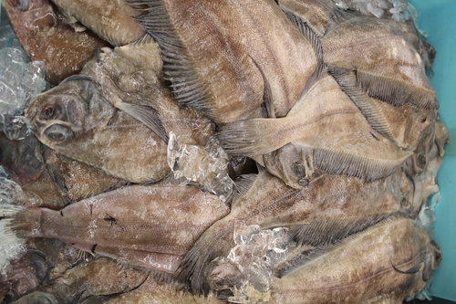 Witch Flounder