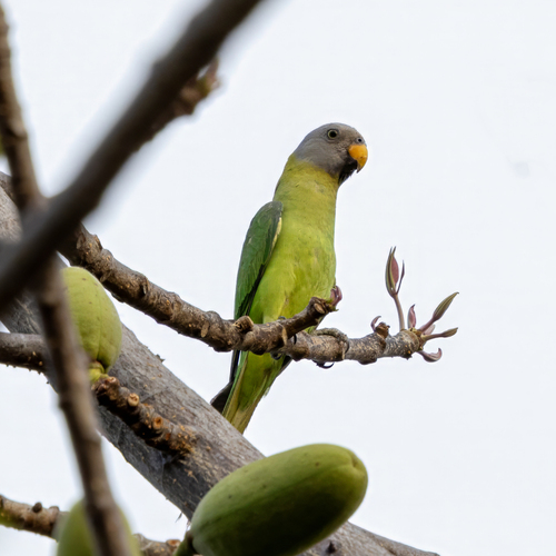 Blossom-headed Parakeet (Psittacula roseata)