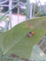 Ocyptamus gastrostactus