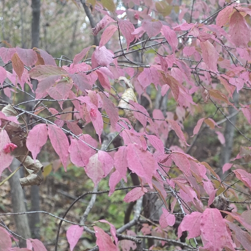 Warty-barked Spindle