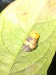 Ocyptamus gastrostactus