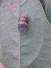 Ocyptamus gastrostactus