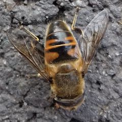 Eristalis tenax