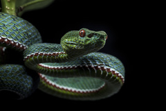 Trimeresurus yingjiangensis