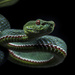 Trimeresurus yingjiangensis - Photo (c) Brian.Xia, some rights reserved (CC BY-NC), uploaded by Brian.Xia