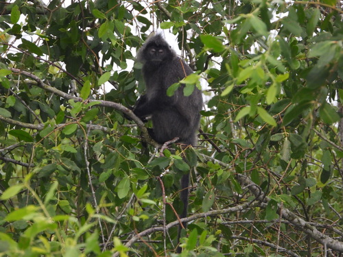 Trachypithecus cristatus