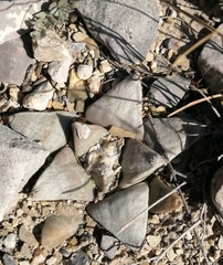 Ariocarpus retusus retusus