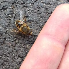 Eristalis tenax