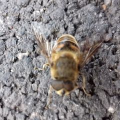 Eristalis tenax