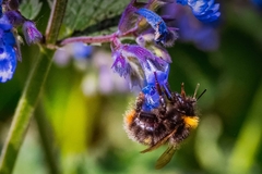 Bombus