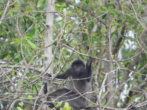 Trachypithecus cristatus