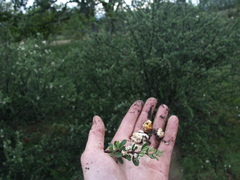 Paragalactinia infossa