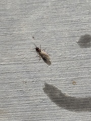 Camponotus clarithorax