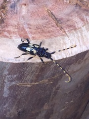 Andraegoidus variegatus