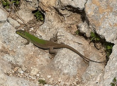 Podarcis siculus