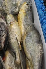 Larimichthys crocea