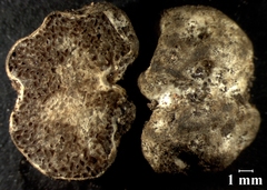 Hymenogaster boozeri