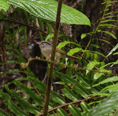 Mountain Fulvetta (Alcippe peracensis), photo 10