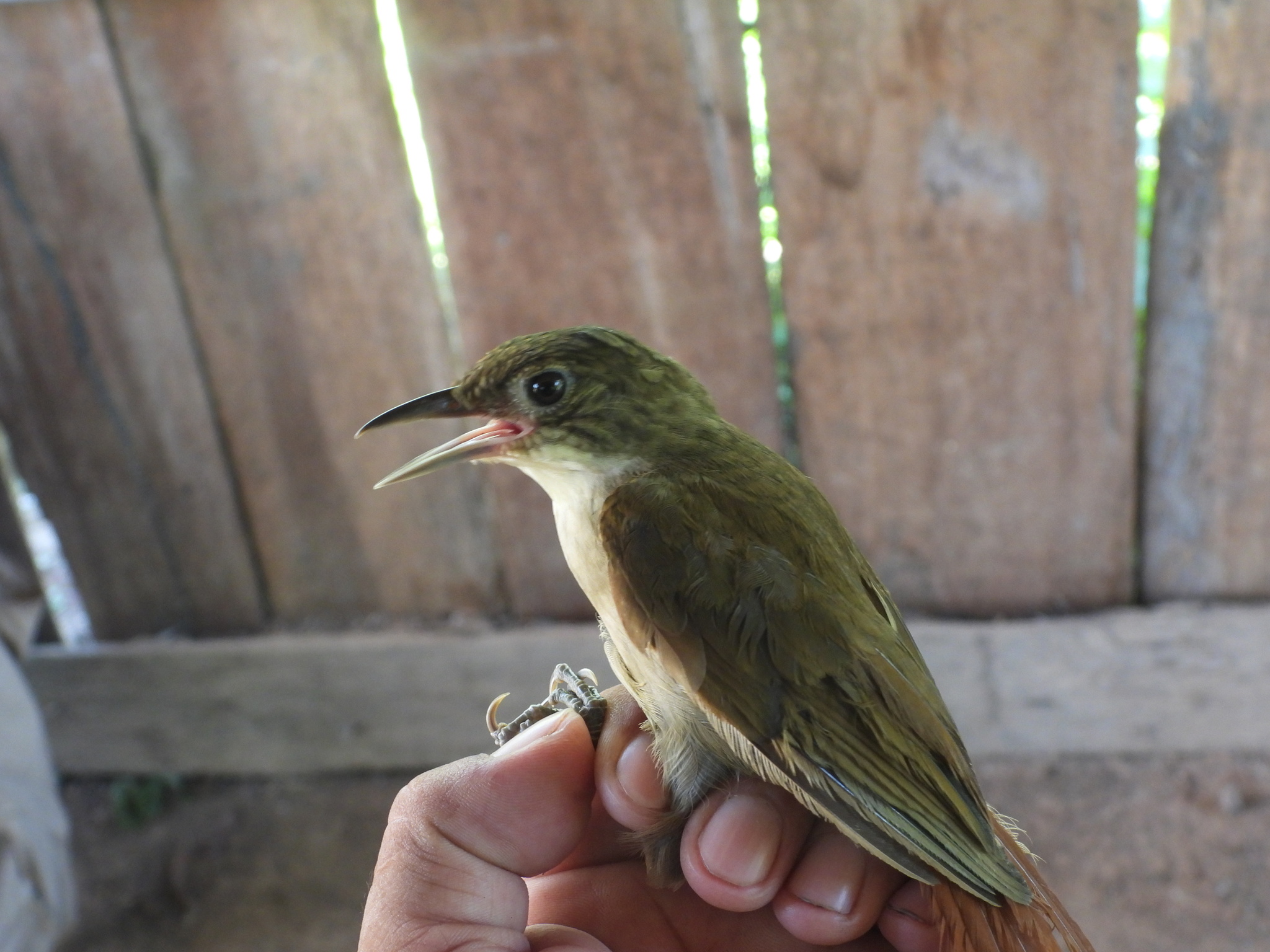 Ochre-throated Foliage-gleaner (Automolus ochrolaemus), photo 10