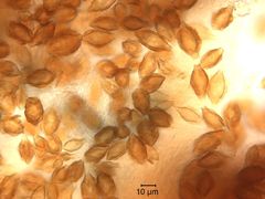 Hymenogaster boozeri