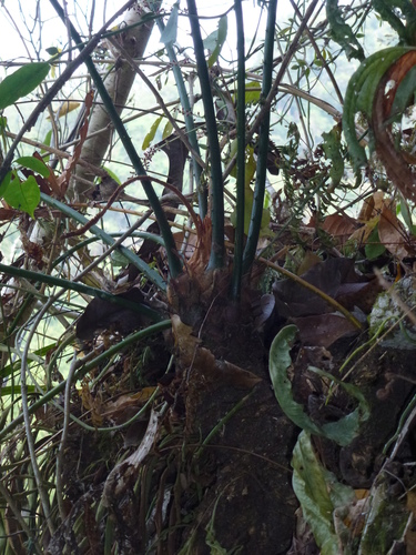Cycas falcata