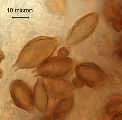 Hymenogaster boozeri